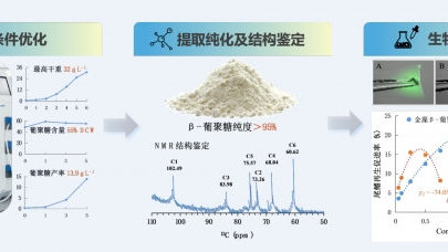 水生所在藻源β-1,3-葡聚糖開發(fā)方面取得進(jìn)展 海洋生物活性物質(zhì)提取技術(shù)新突破