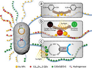 基因工程改造細菌生物被膜 邁向高效雜化催化材料的新突破